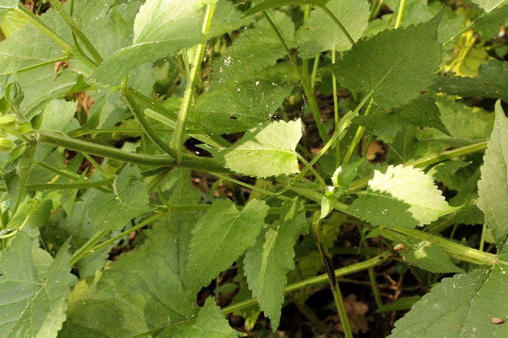 Salvia glutinosa / Salvia vischiosa